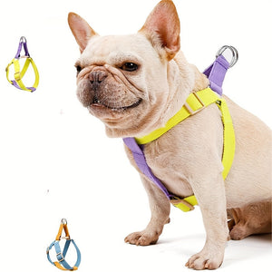 Unleash the Joy of Walking with Our Rainbow Colorblock Pet Harness And Leash Set