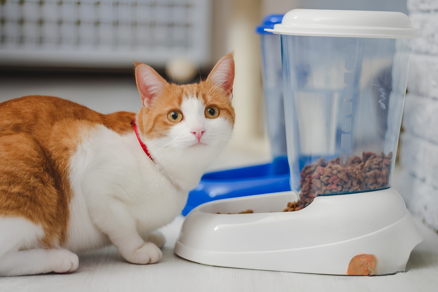 Creating Better Mealtimes For Your Pets